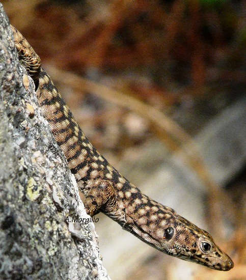 lacerta bedriaga?